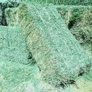 Alfalfa hay for sale