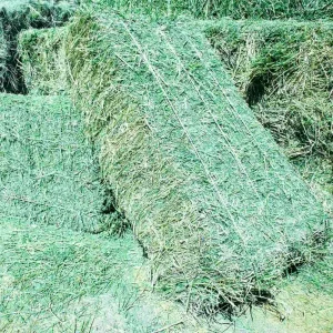 Alfalfa hay for sale