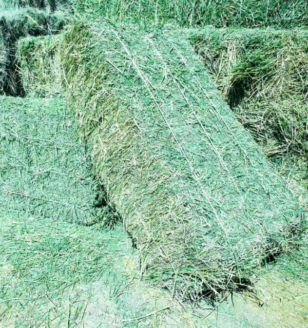 Alfalfa hay for sale