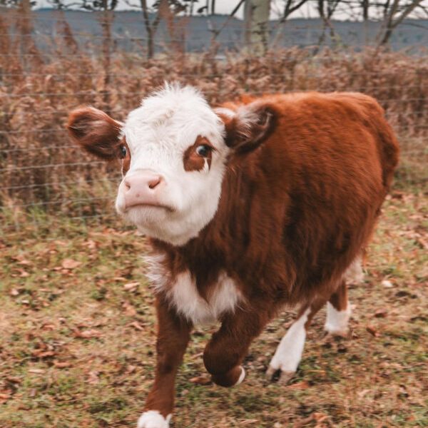 mini highland cows for sale