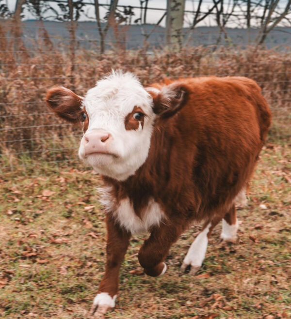 mini highland cows for sale mini highland cows for sale