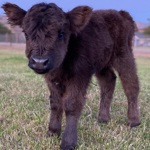 mini highland cows for sale