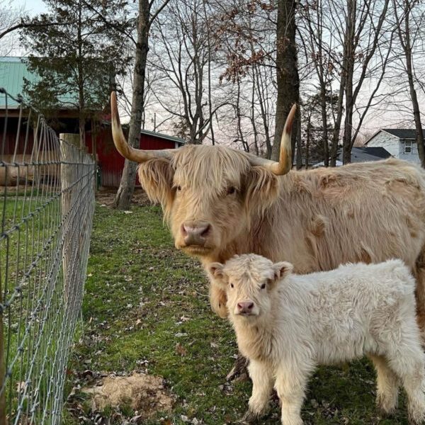 mini highland cows for sale