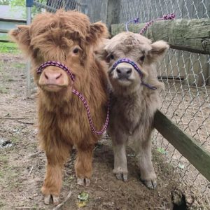 mini highland cows for sale