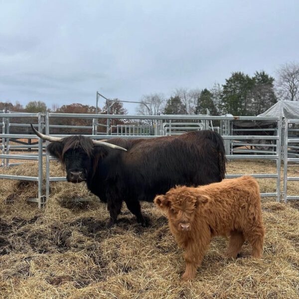 mini highland cows for sale