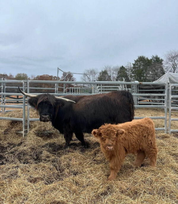 mini highland cows for sale