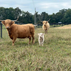 mini highland cows for sale