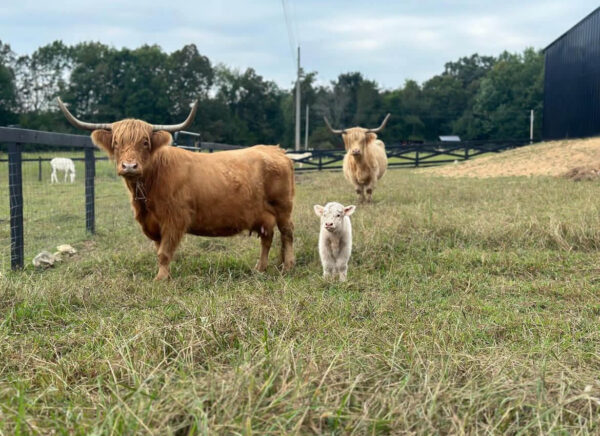 mini highland cows for sale