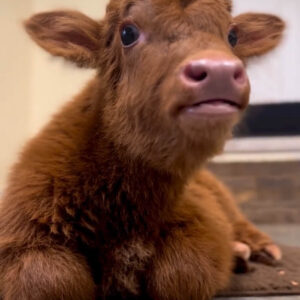 mini highland cows for sale