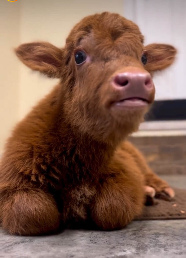mini highland cows for sale