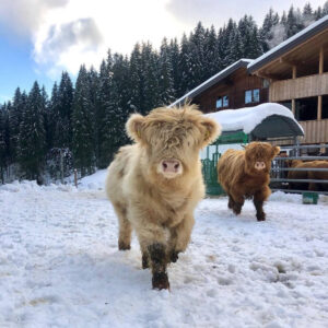 mini highland cows for sale