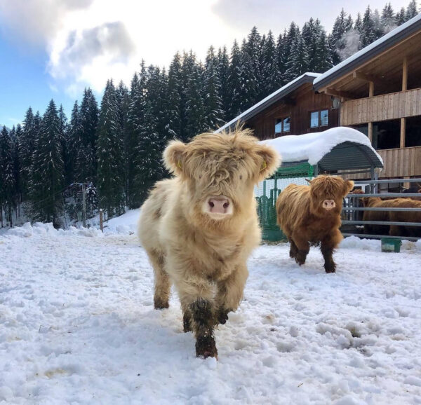 mini highland cows for sale