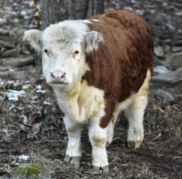 Cortez Miniature Highlander Cows – The Perfect Pint-Sized Partner for ...