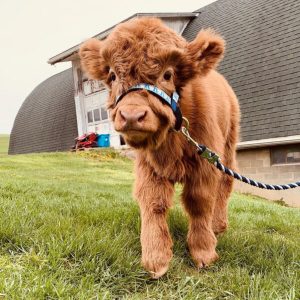 mini highland cows for sale