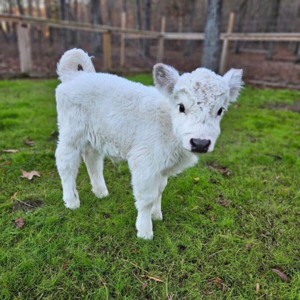 mini highland cows for sale
