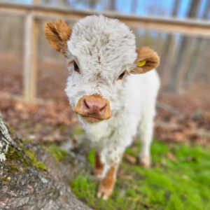 mini highland cows for sale