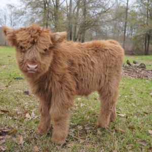 mini highland cows for sale
