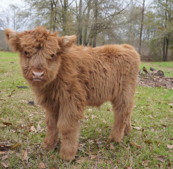 mini highland cows for sale mini highland cows for sale