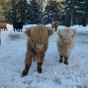 mini highland cows for sale
