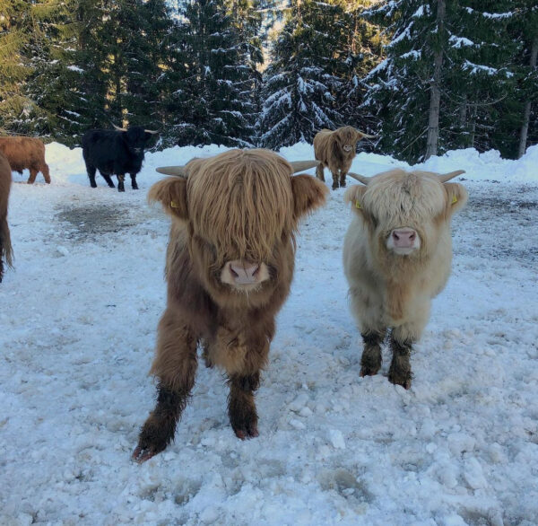 mini highland cows for sale