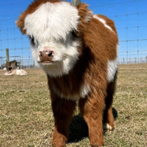 Clover - Female